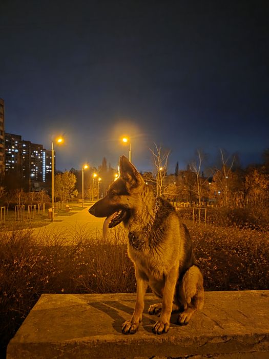 Пропонується до в’язки кобель німецької вівчарки