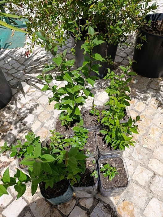 Lote 10 arbustos Ligustrum japonicum (ver descrição)