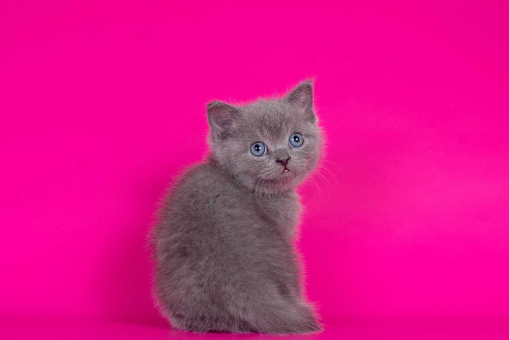 Шотландська прямовуха дівчинка Мая