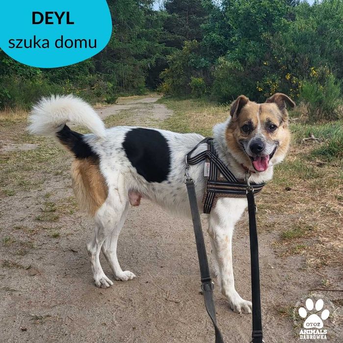 Deyl szuka domu!