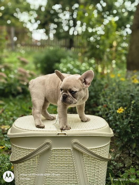 Дівчинка з ізютинкою француз