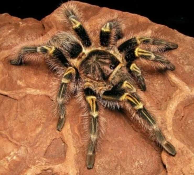 grammostola pulchripes