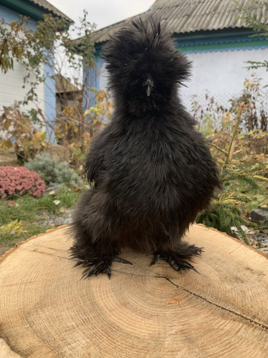 Китайская шелковая