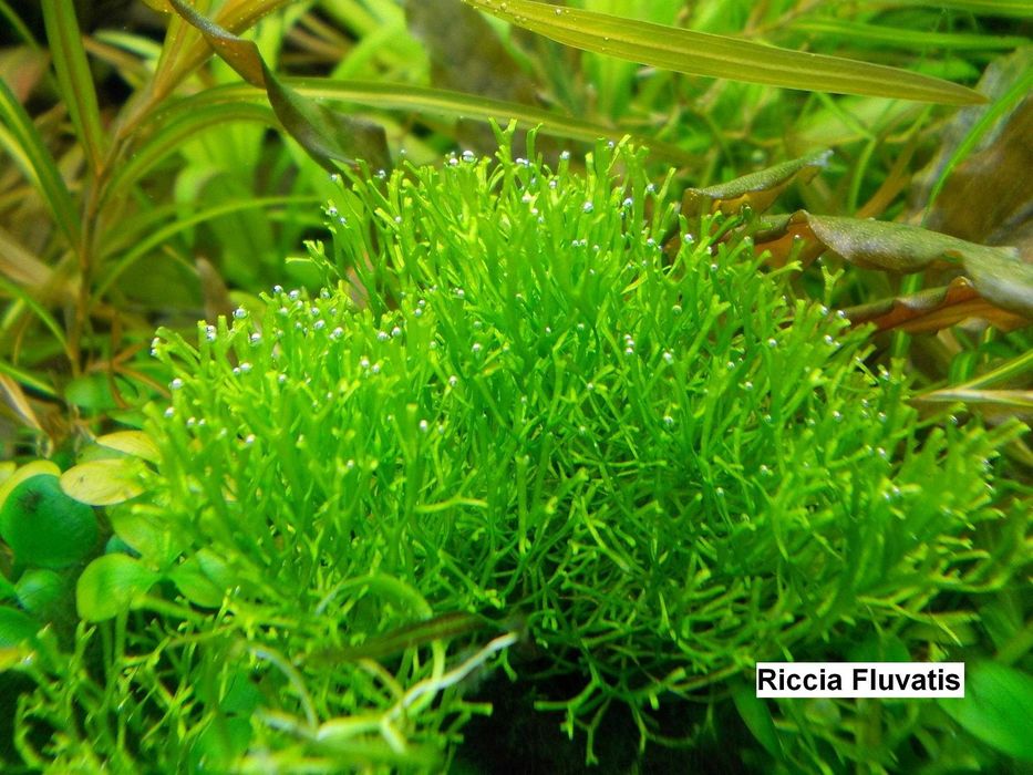 Zestaw roślin akwariowych  - 30 gat. na 1, 2 i 3 plan - wysyłka