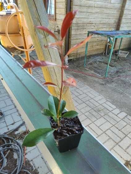 Głogownik red robin Photinia w doniczkach 30-45cm