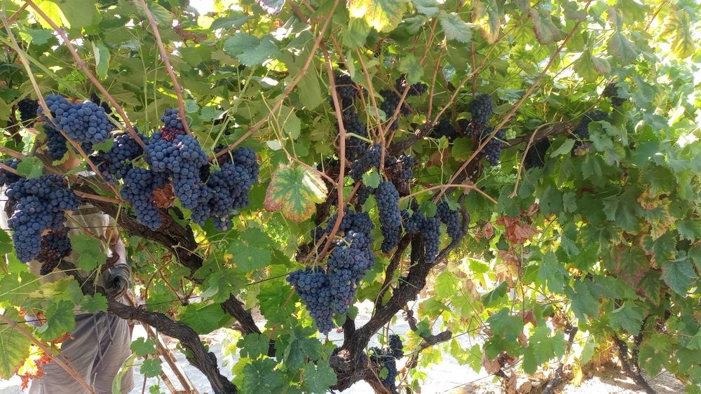 Vendo uvas com variadas castas tintas e brancas de uma vinha com excelente exposição solar