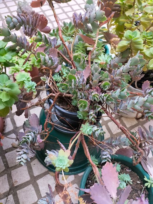 Plantas de exterior