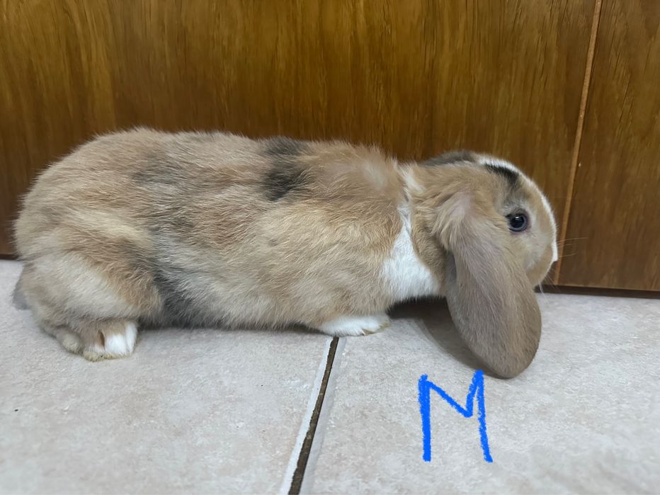 Coelho mini lop
