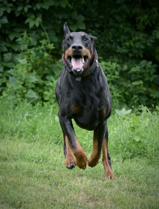 Już są-FCI DOBERMAN suczka zkwp