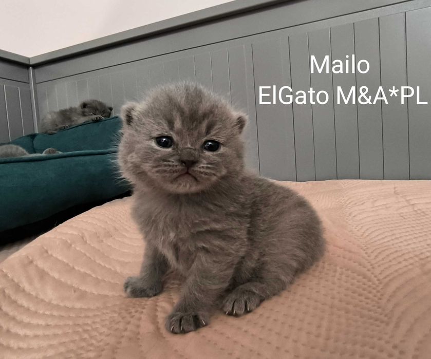 kocurek brytyjski ElGato M&A