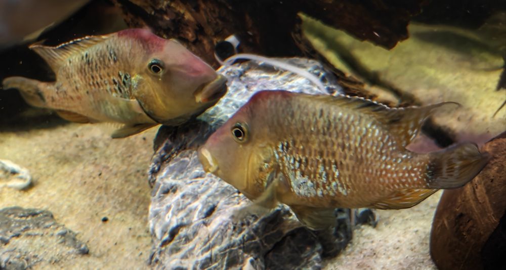 Ziemiojady geophagus steindachneri