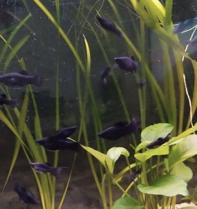 Peixe Molly criação própria