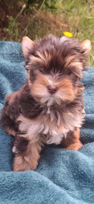 Sunia rasy Yorkshire terrier w umaszczeniu ciemnej podpalanej czekolady GOTOWA DO ODBIORU