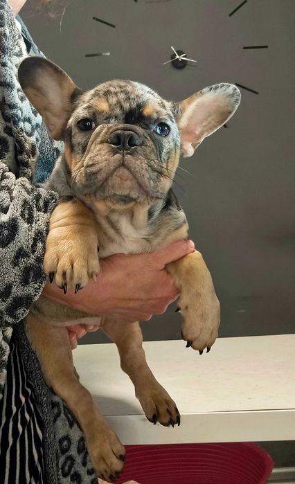 Невероятная красота французский бульдог