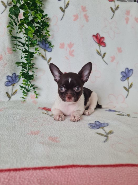 Excecional mini menina Chihuahua/Chiuaua.LinhagemRussa,Qualidade