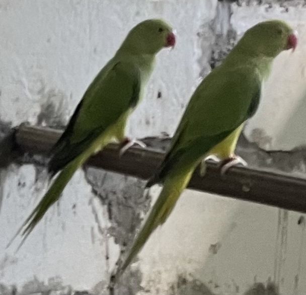 Varias mutacões de Ring nekc /:Aceito troca