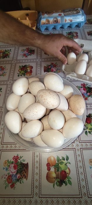 Ovos de perú caseiros e perús