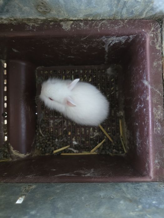 Coelhos anões brancos e castanhos