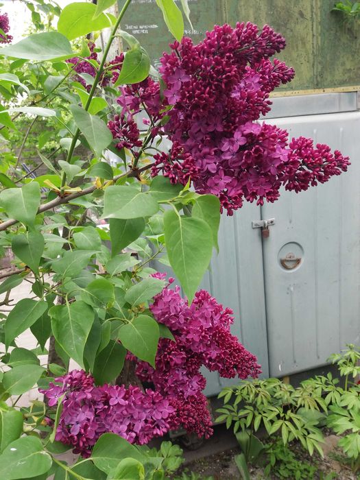 Сирень кучерявая.Саженцы. Жасмин. Бузок.