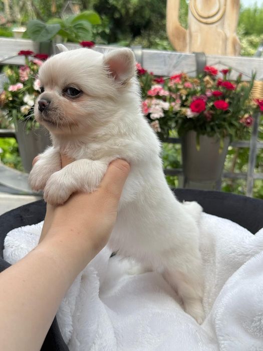 DEXTER chihuahua chłopczyk długowłosy, prawdziwy rodowód FCI