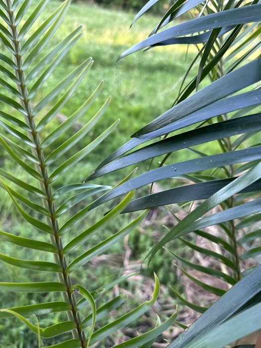 Cyca Lepidozamia peroffskyana *RARA* Cica