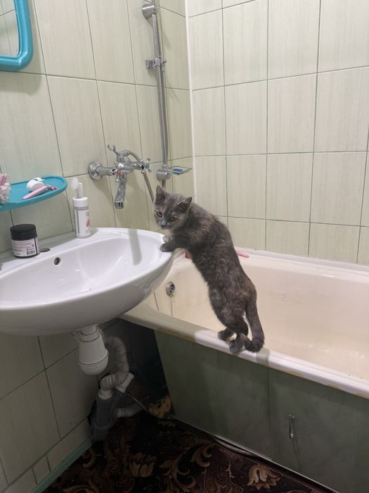 Продам породисту кішу смішана з британским котом