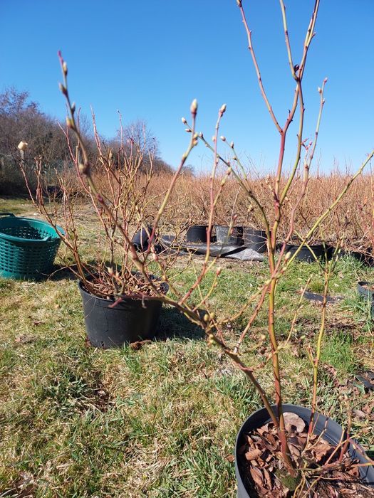 Borowka Amerykanska  Krzewy