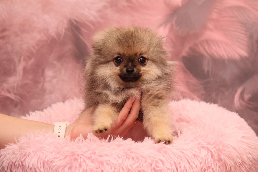 Шпиц девочка ,продажа щенки шпица