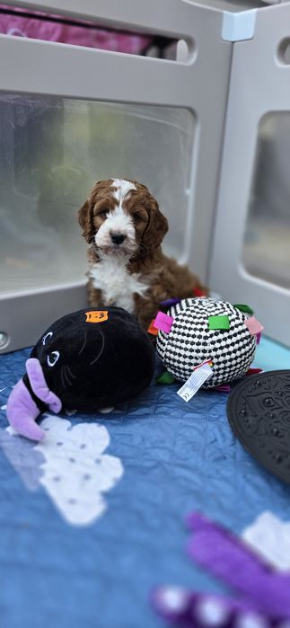 Cockapoo / Perfect