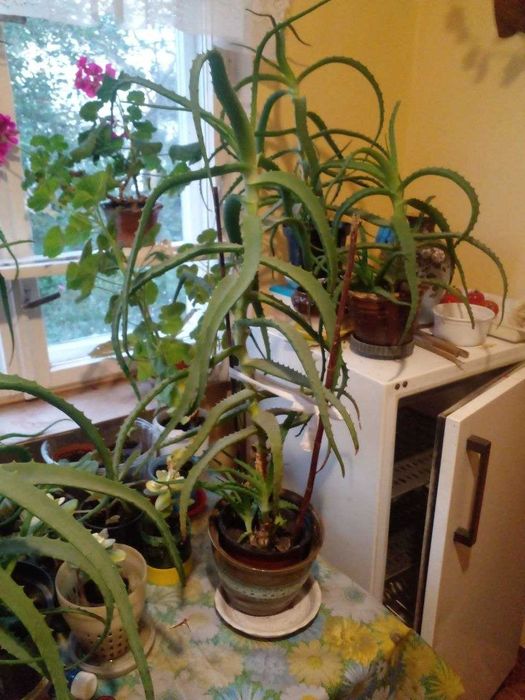 Алое Вера, Aloe vera