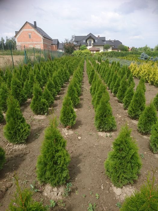 Thuja Smaragd 1,6m  >Gęsta< tuja żywopłot żywotnik