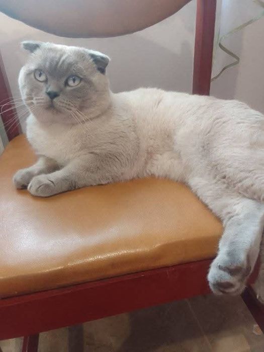 Шотландські весловухі котики
