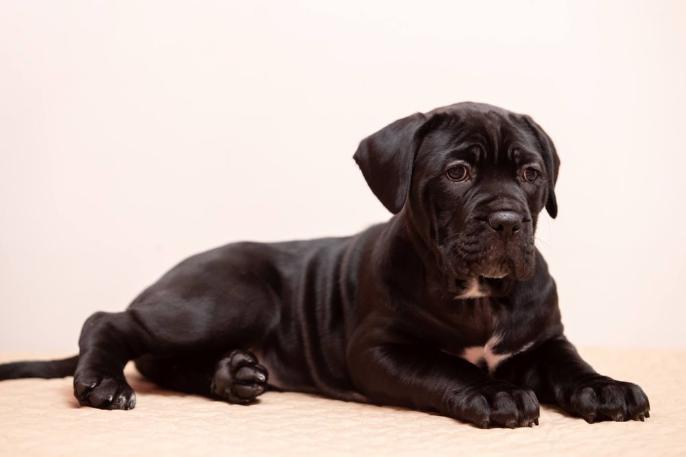 Щенки кане-корсо