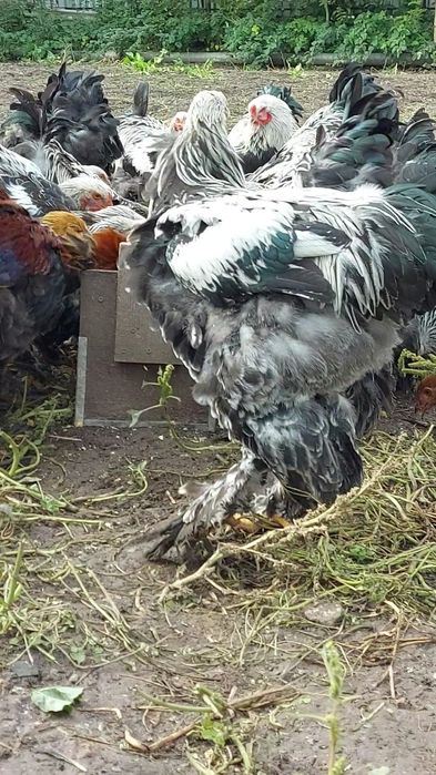 Брама:Кури,півні,курчата та і/я