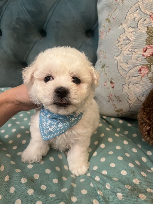 Продам щенков бишона