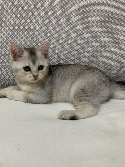 Кошеня шиншила срібна британець