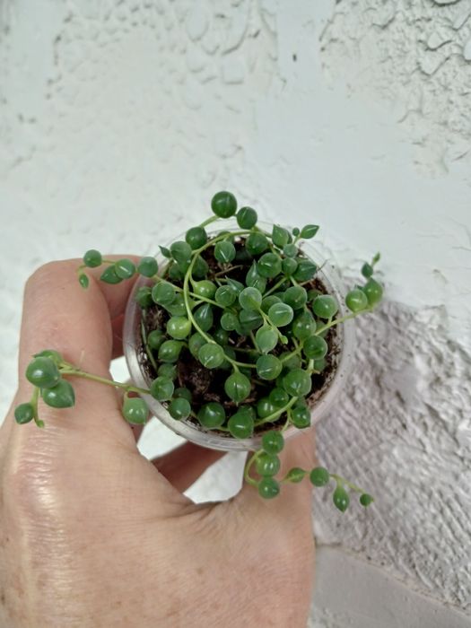 Церопегія Вуда 6видів, Пеперомія Роулі