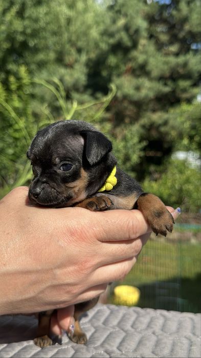 Той тер'єр маленький хлопчик з родоводом КСУ