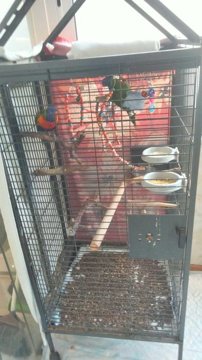 Vendo 2 papagaios com casa