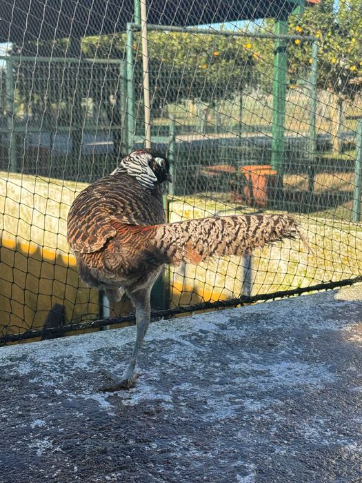 Trio de Faisão Lady amherst