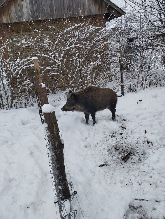 Продаються дорослі самки, кабан