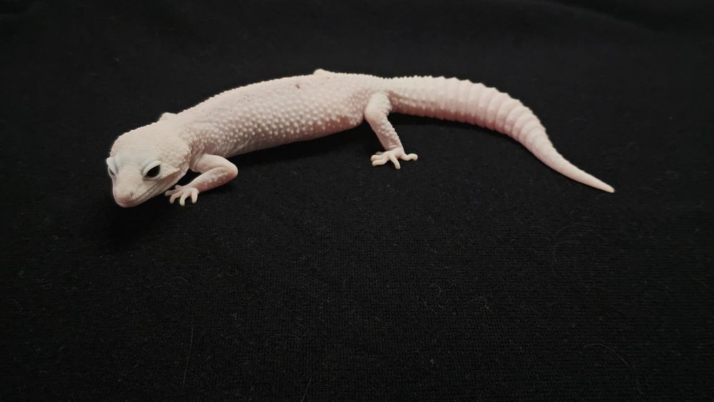 Eublefar (gekon) Lamparci