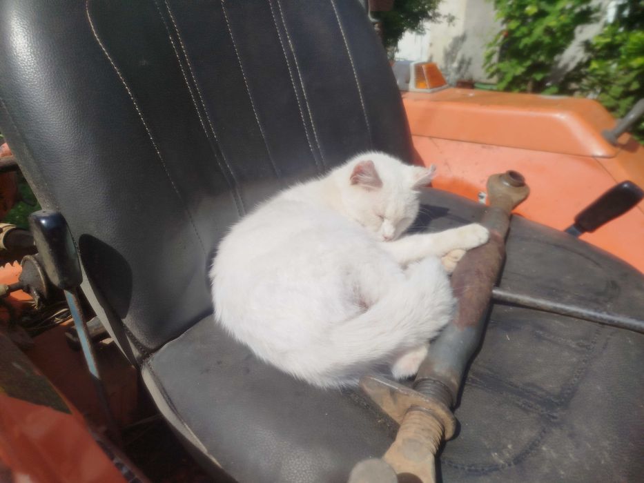 GATINHOS para dar