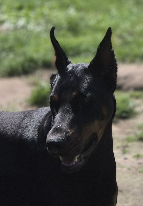 Suka 2 lata doberman FCI