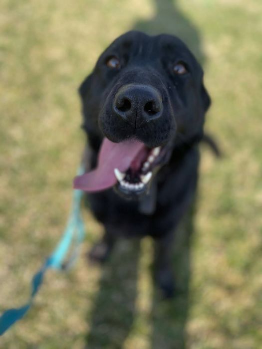 Bella w typie labradora ,pies idealny ,szuka domu.