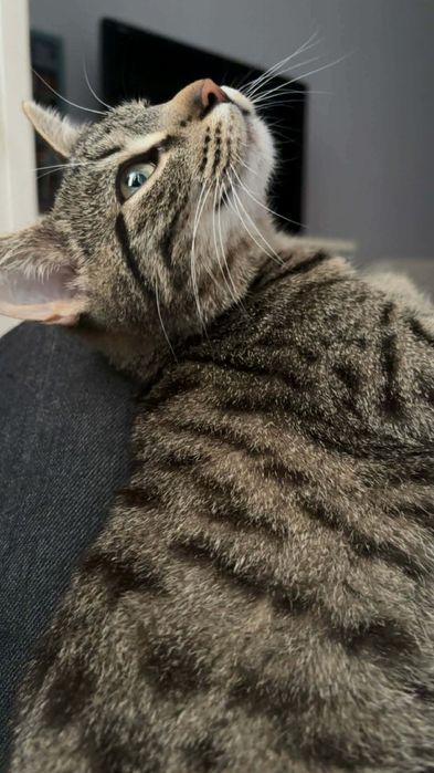 Koteczka do adopcji
