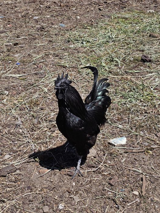 Casais  de galinhas ayam