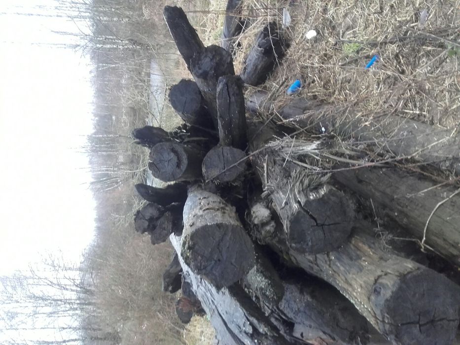 Dąb tartaczny Czarny dąb. Polski heban