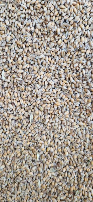 Pszenica ozima 2025 – czysta, sucha, gotowa do karmienia