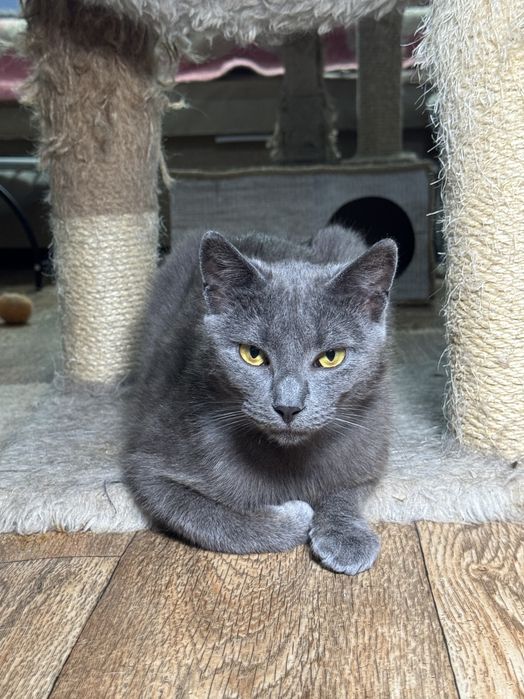 Серые коты и кошки  ищут дом!